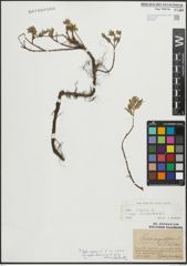 Foto von Salix repens subsp. incubacea (L.) A. Neumann